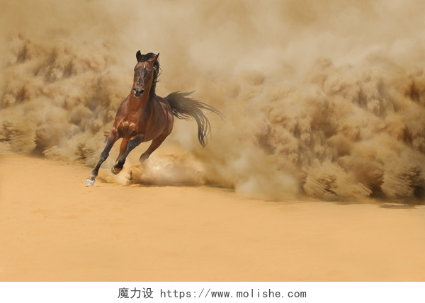 在沙漠中奔跑的纯种阿拉伯马在沙漠中运行的纯种阿拉伯马